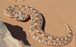 Image of Horned Adder