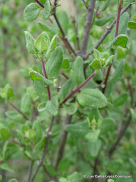 Plancia ëd Ageratina calophylla (B. L. Rob.) R. King & H. Rob.