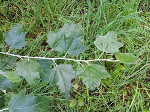 Image of Grey poplar