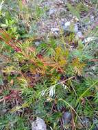 Image of staghorn cinquefoil