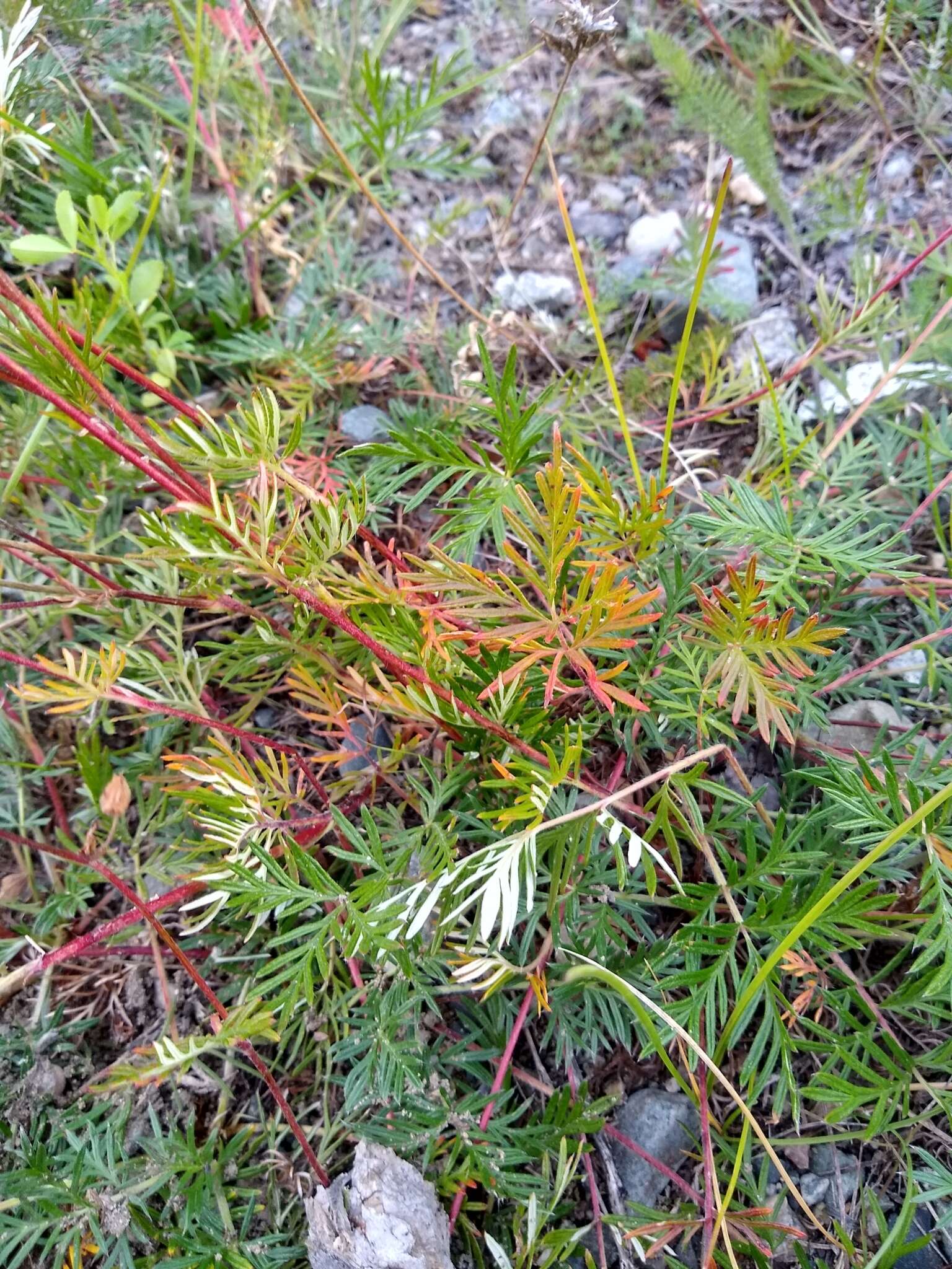 Image of staghorn cinquefoil