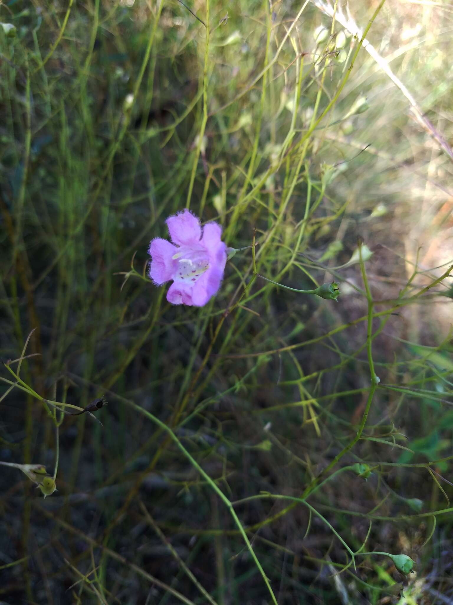 Image of Navasota false foxglove