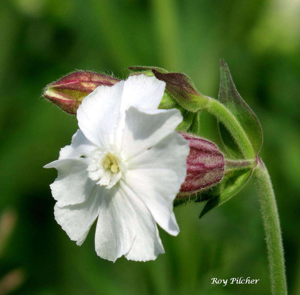 Imagem de Silene latifolia Poir.