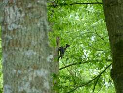 Image of Black Woodpecker