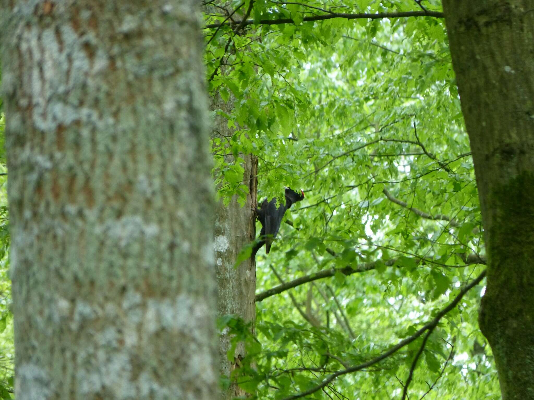 Image of Black Woodpecker