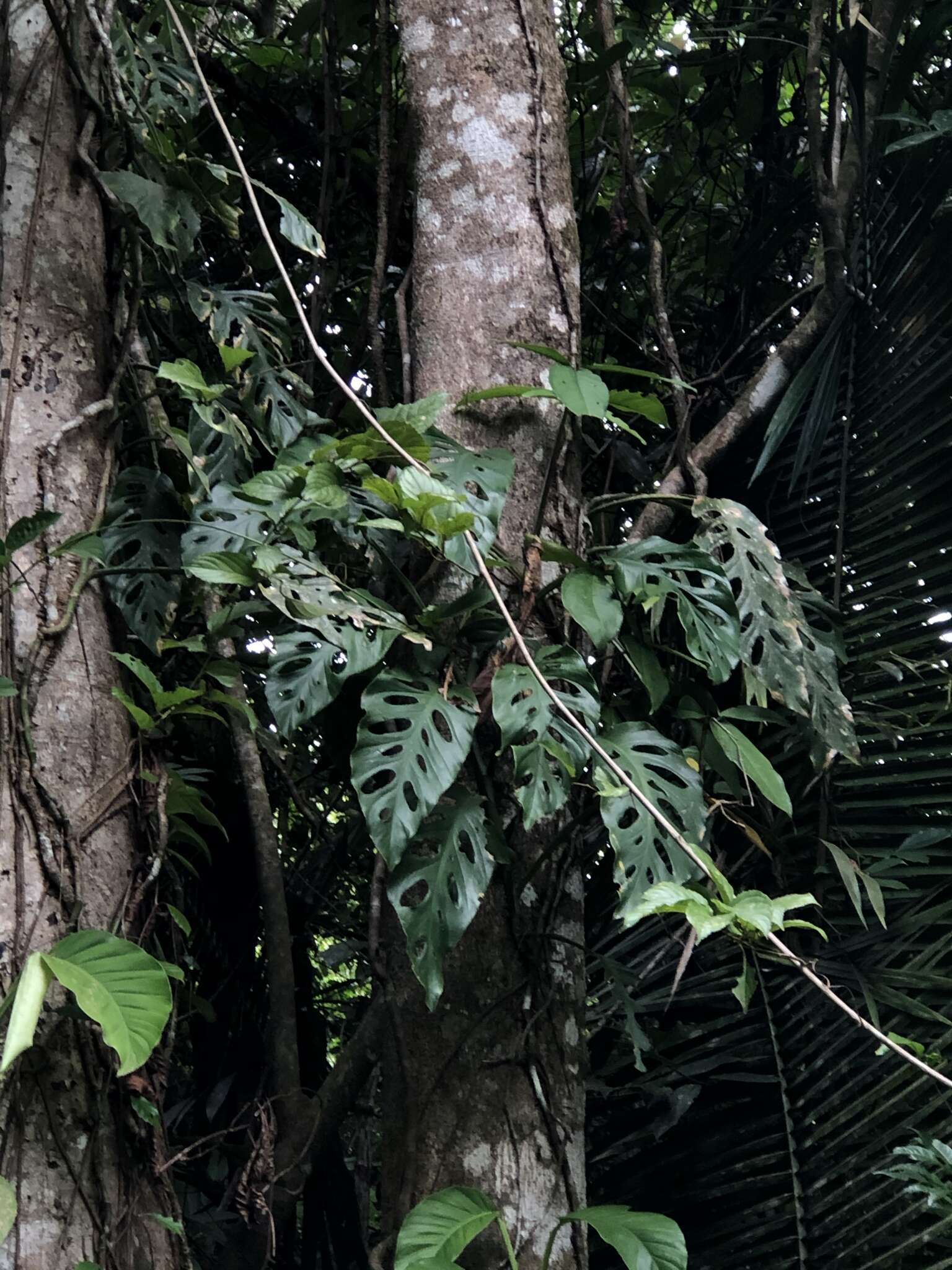 Image of Monstera acuminata K. Koch