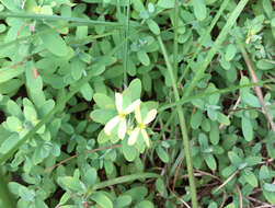 Imagem de Hypericum hypericoides subsp. multicaule (Michaux ex Willd.) N. K. B. Robson