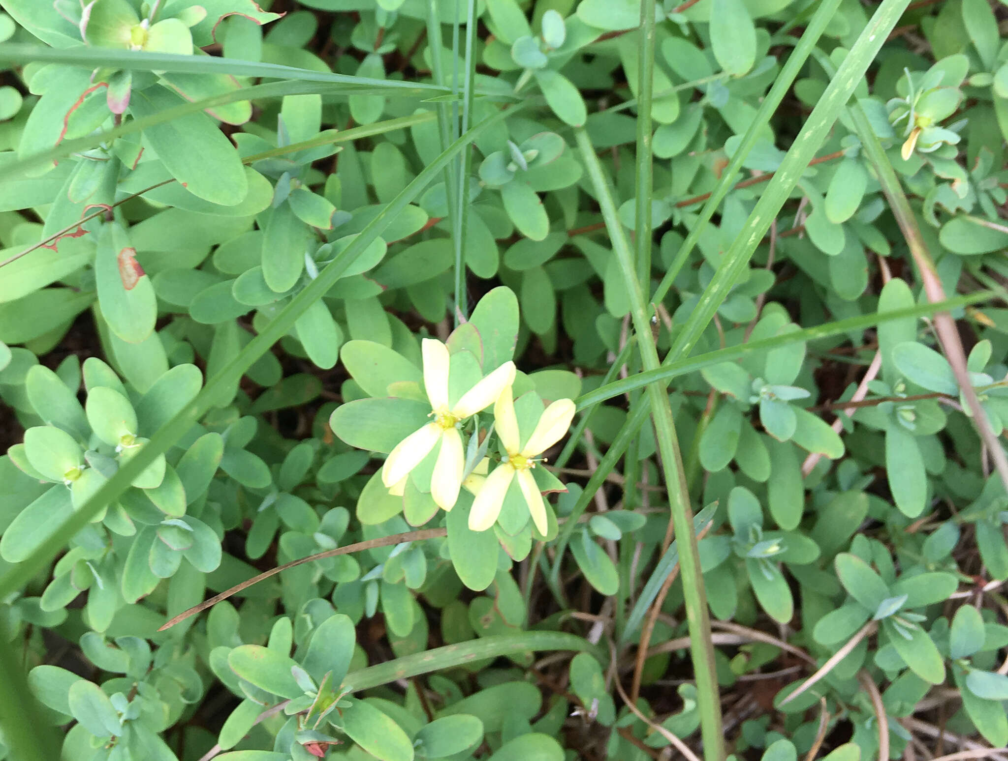 Imagem de Hypericum hypericoides subsp. multicaule (Michaux ex Willd.) N. K. B. Robson