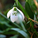 Imagem de Galanthus fosteri Baker