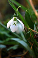 Image of Galanthus fosteri Baker