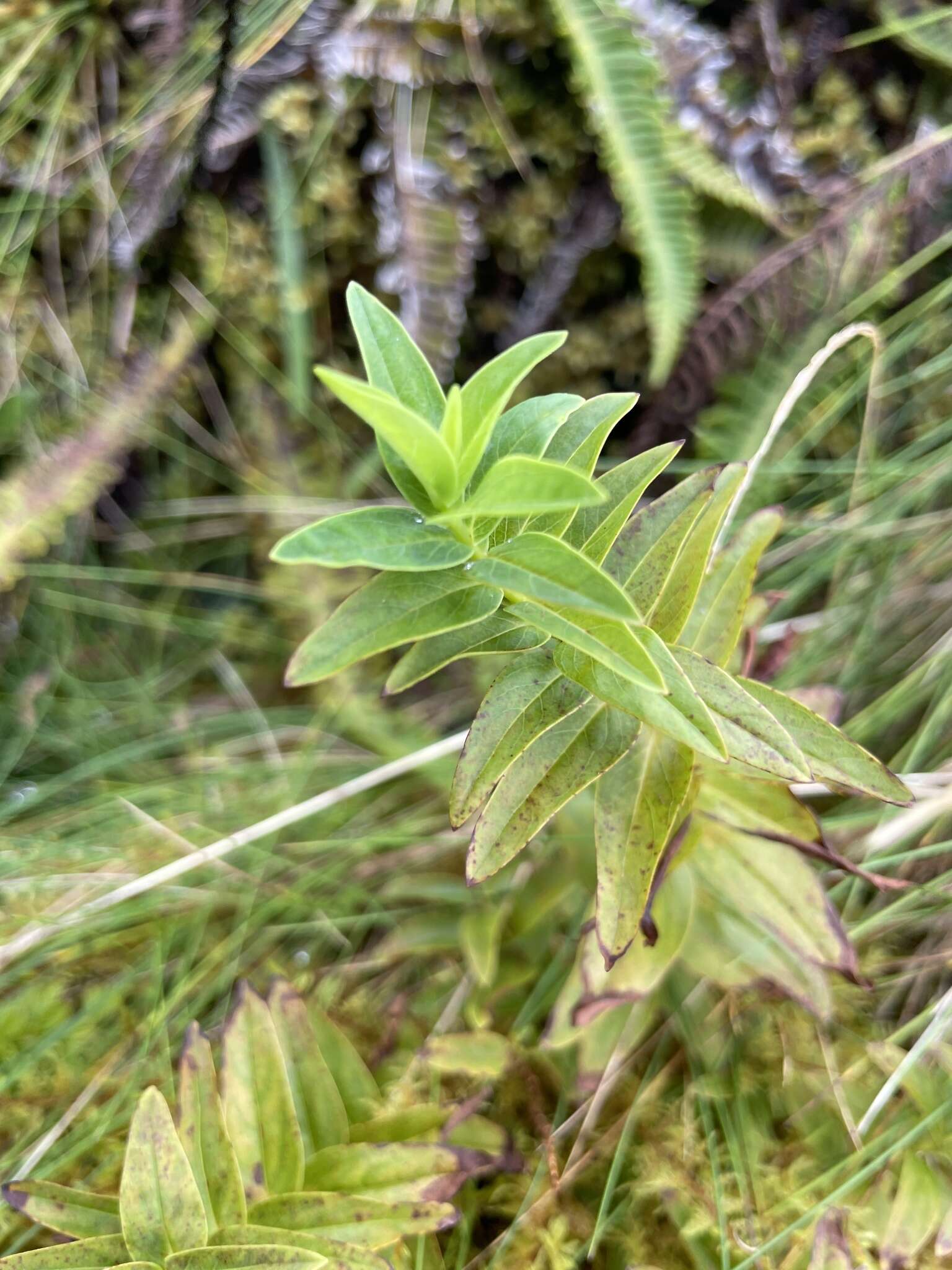 Image of Hypericum foliosum Dryand. ex Ait.