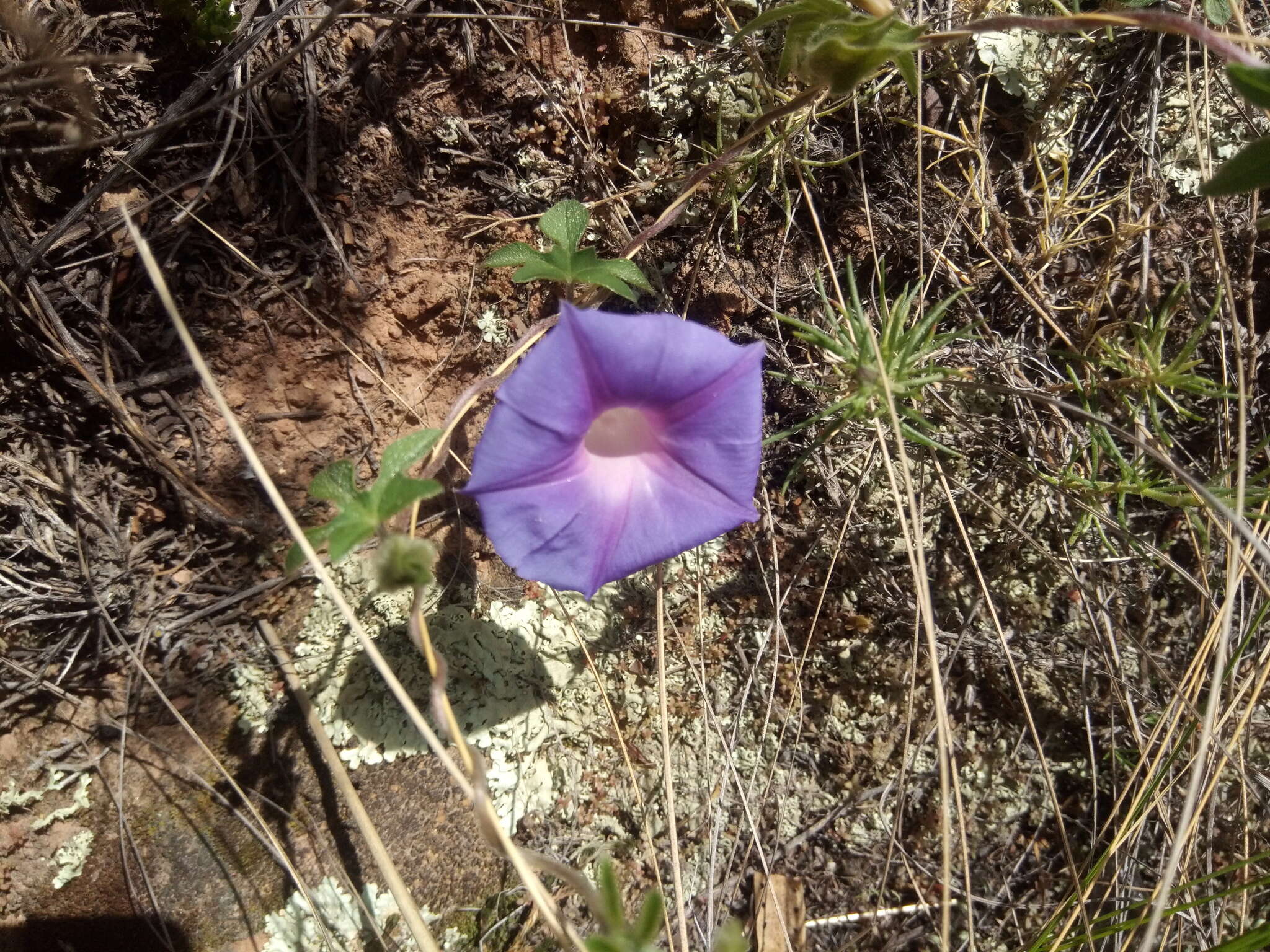 Image of silky morning-glory