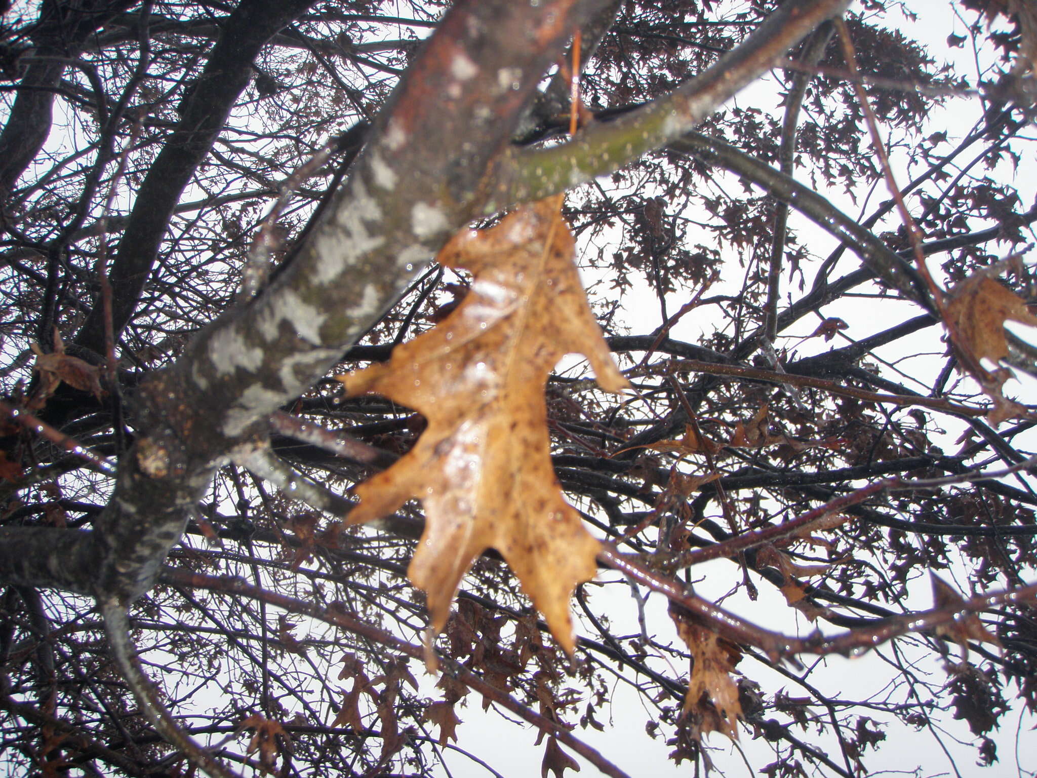 Image of Pin Oak