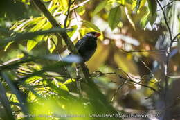 Image of Black-throated Grosbeak