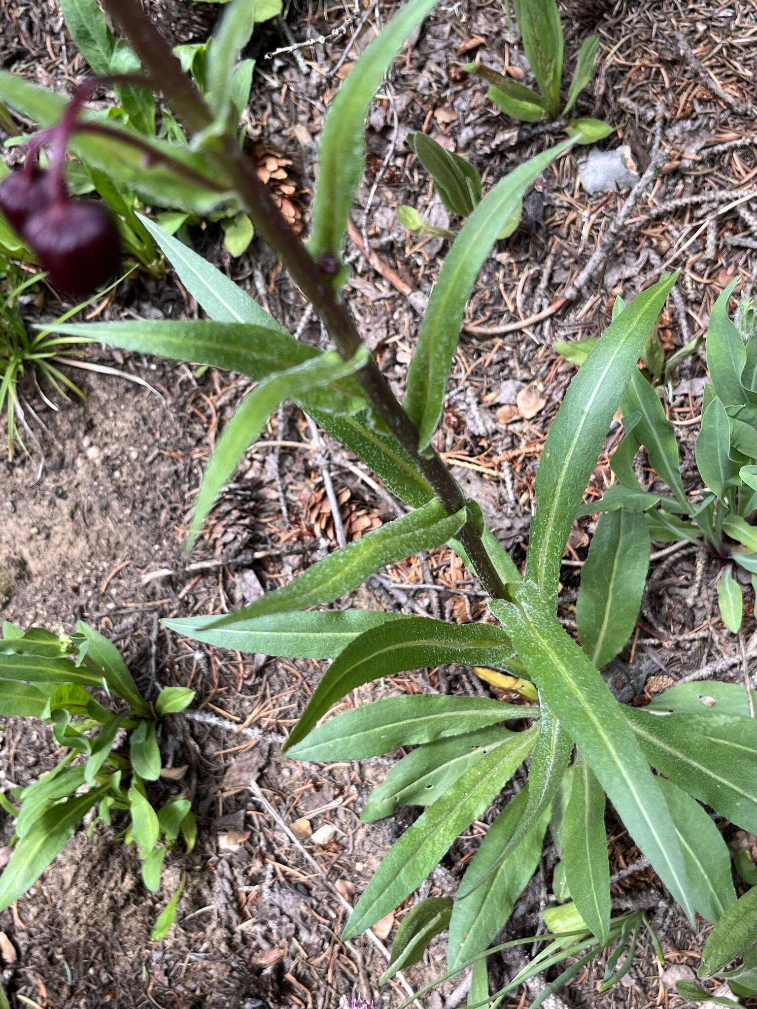 Image of Hall's ragwort