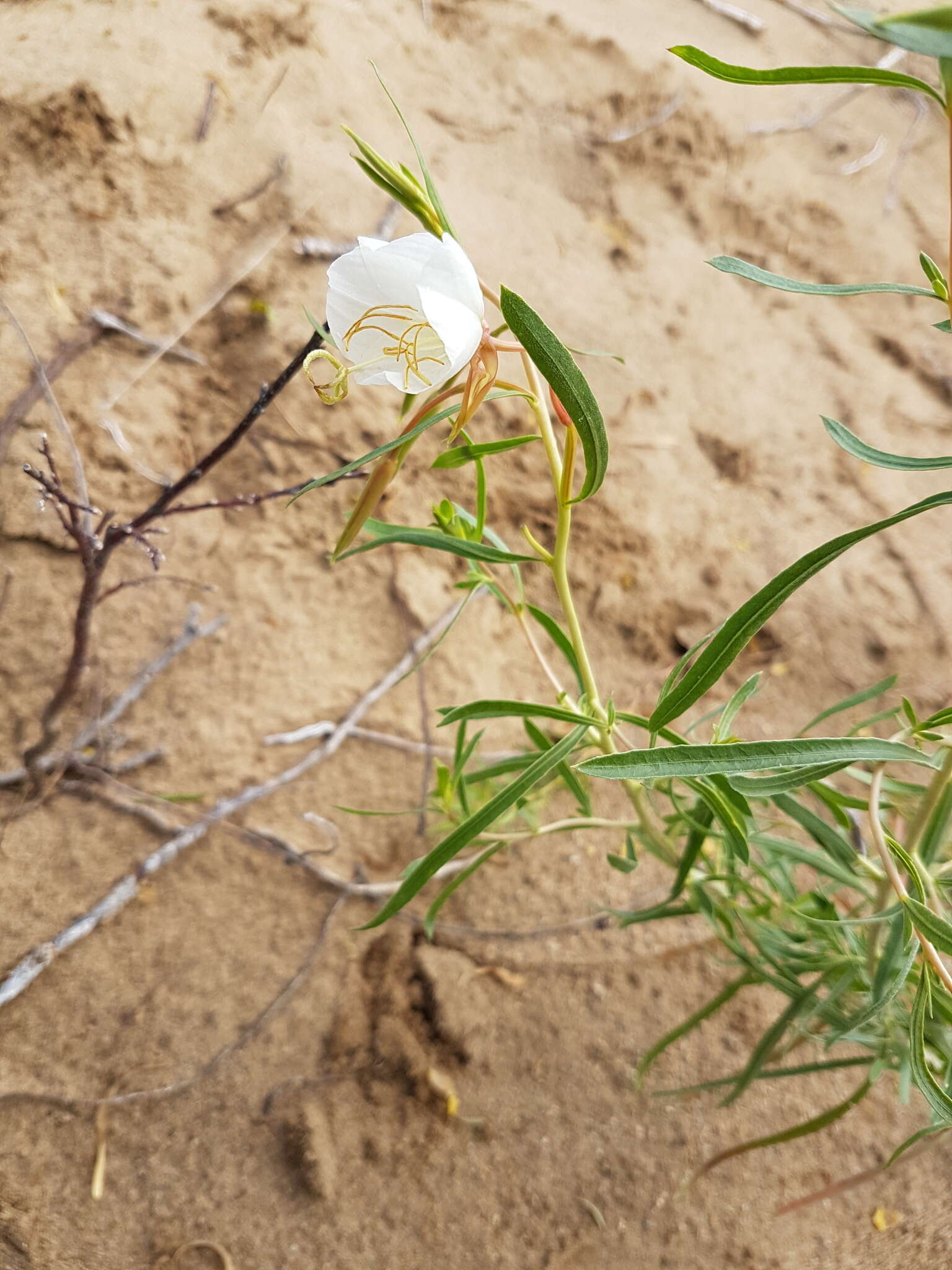 Plancia ëd Oenothera nuttallii Torr. & Gray