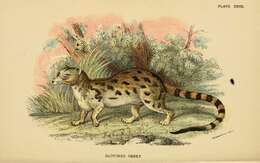 Image of Cape Genet