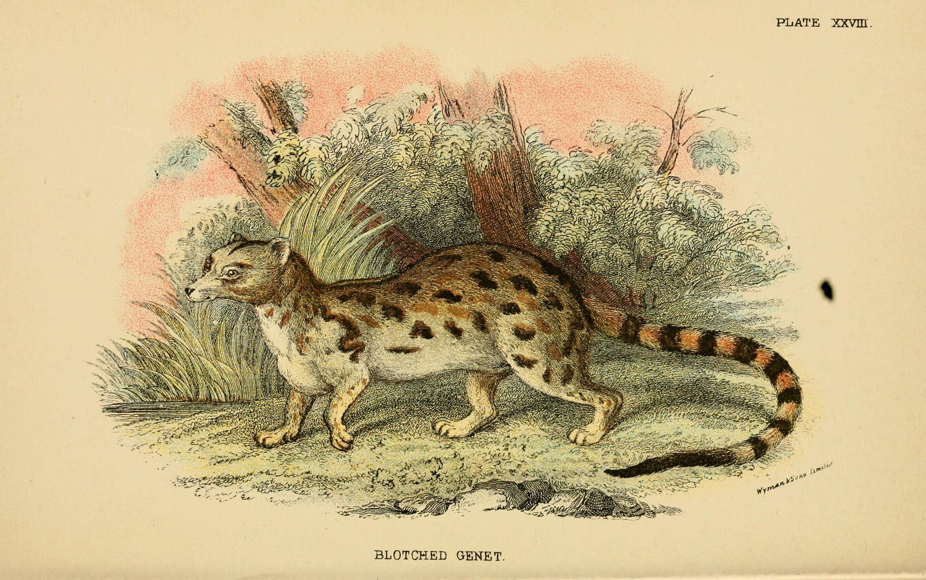 Image of Cape Genet