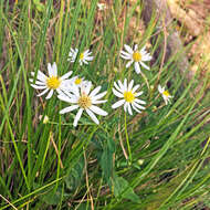 Imagem de Aster ovatus var. microcephalus (Miq.) Mot. Ito & A. Soejima