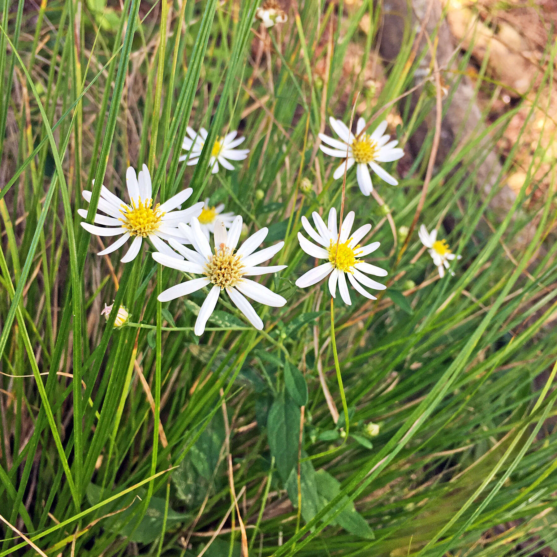 Image of Aster ovatus var. microcephalus (Miq.) Mot. Ito & A. Soejima