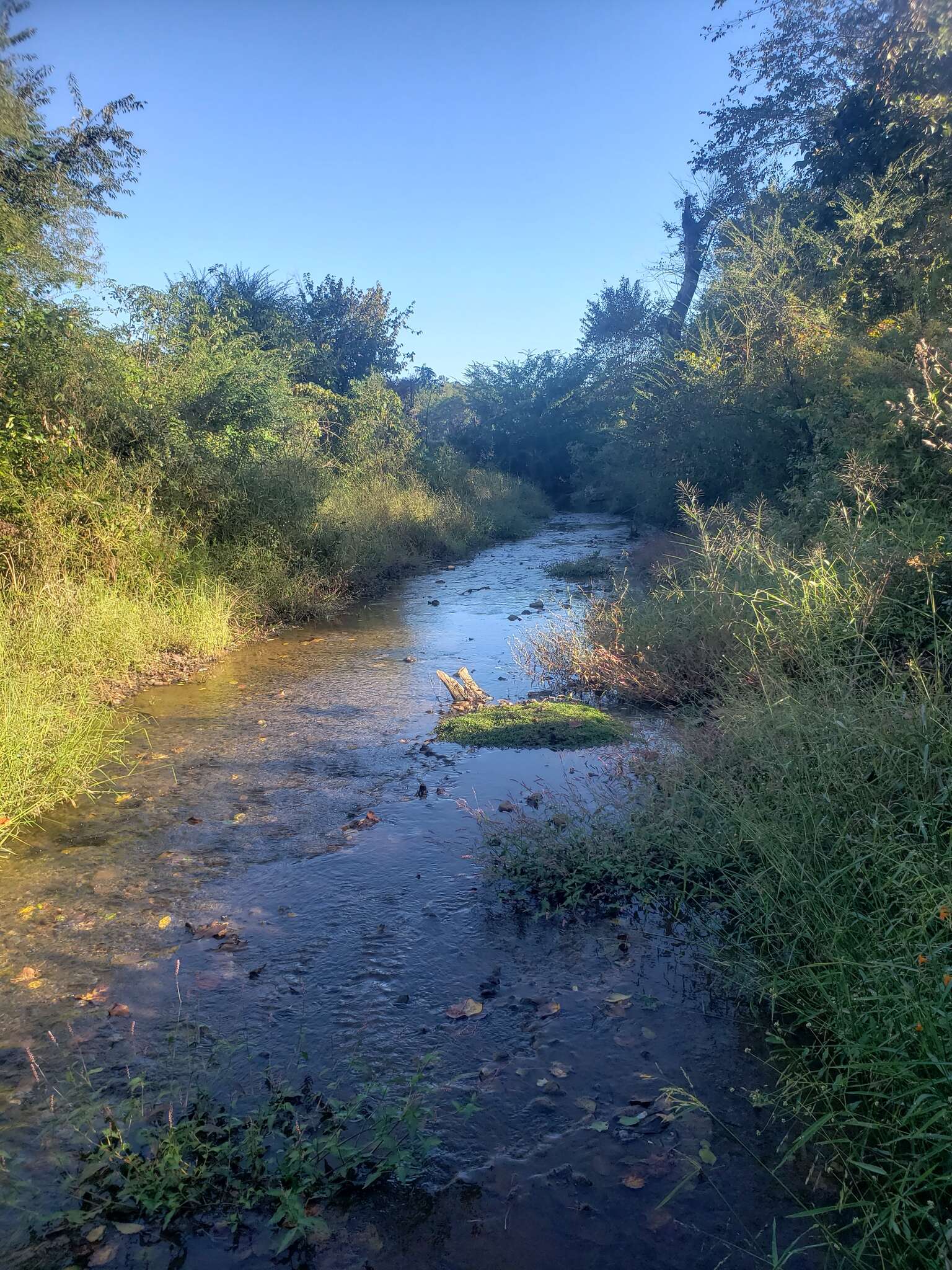 Image of Western creek chubsucker