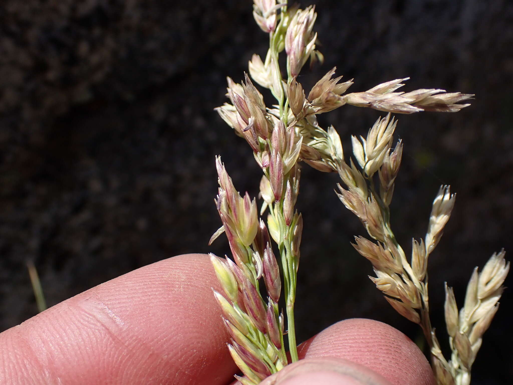 Image de Festuca kingii (S. Watson) Cassidy