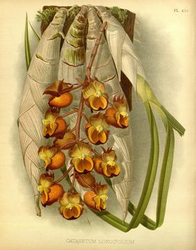 Image of <i>Catasetum longifolium</i> Lindl.