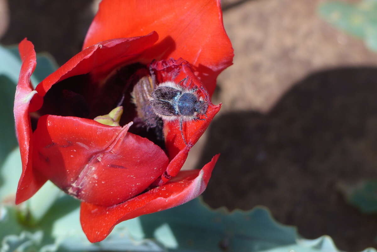 Image of Tulipa undulatifolia var. micheliana (Hoog) Wilford