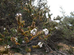 Image de Westringia rubiifolia R. Br.