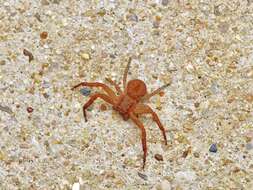 Image of Deadly Ground Crab Spider