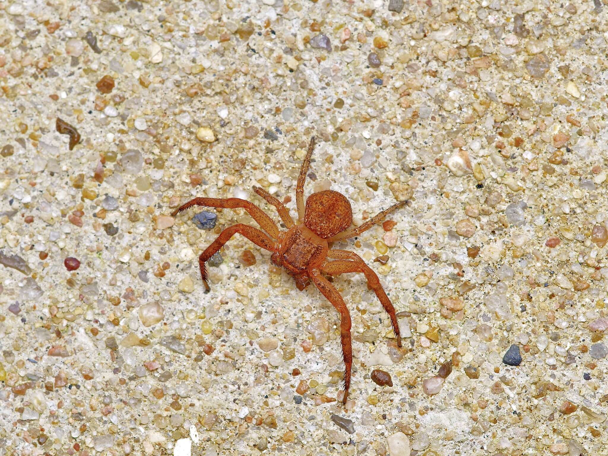 Image of Deadly Ground Crab Spider