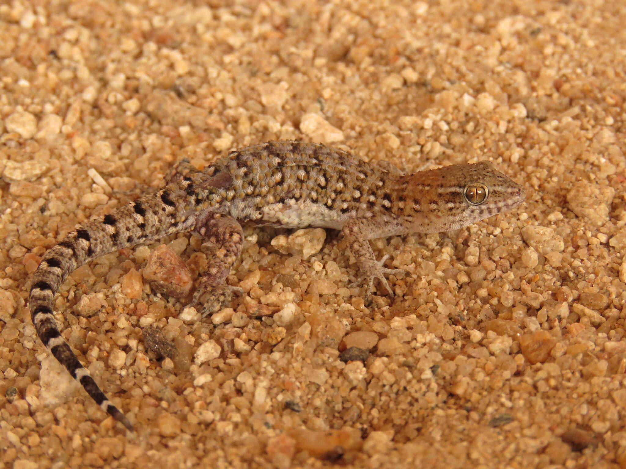 Image of Naked-toed Gecko