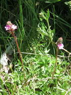 Image of birdfoot checkerbloom