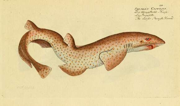 Image of Lesser Spotted Dogfish