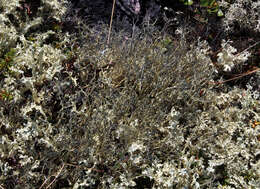 Image of witch's hair lichen