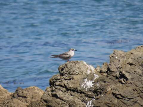 Image of Black-fronted Tern