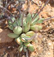 Image of Cotyledon papillaris (L.) L. fil.