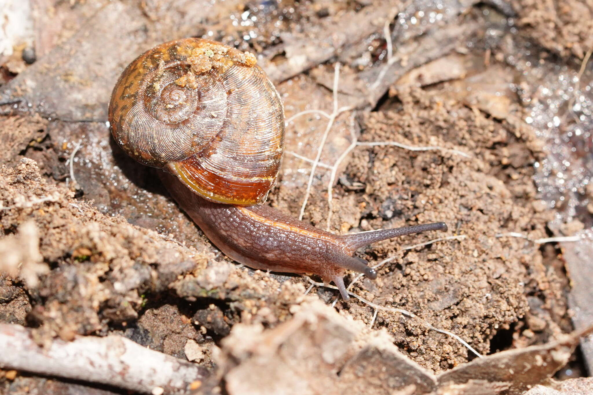 صورة Austrorhytida glaciamans (Iredale 1938)