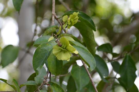 Image of Psychopterys multiflora (Nied.) W. R. Anderson & S. Corso