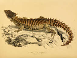 Image of Giant girdled lizard
