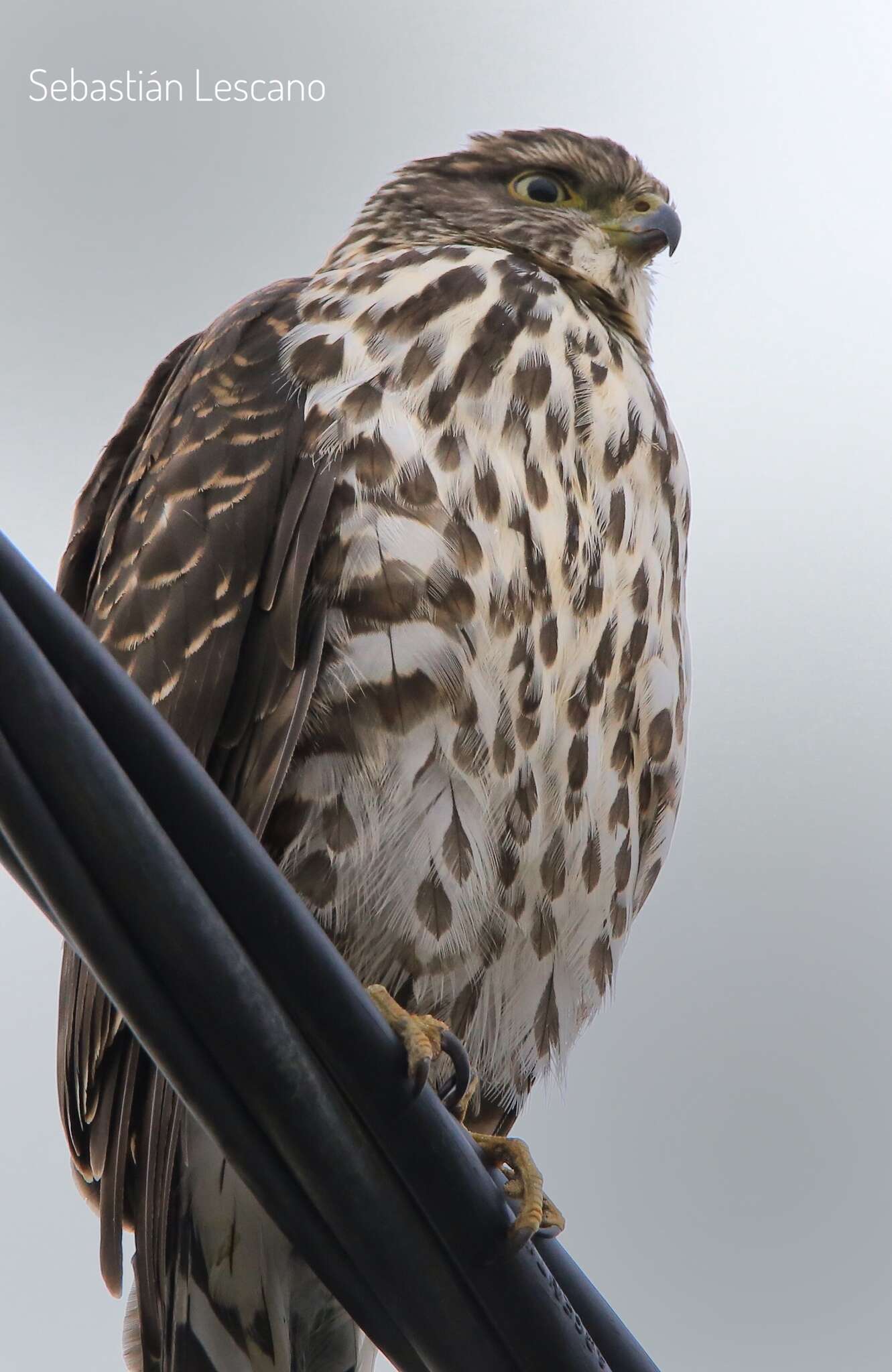 Imagem de Accipiter chilensis Philippi & Landbeck 1864