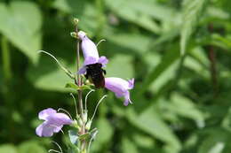 Image of Black and Gold Bumble bee