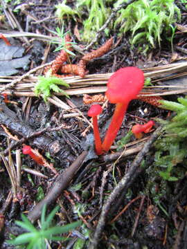 Слика од Hygrocybe coccineocrenata (P. D. Orton) M. M. Moser 1967