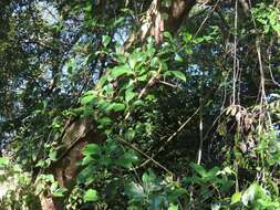 Image of Scepocarpus trinervis (Hochst.) T. Wells & A. K. Monro