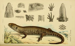 Image of Cunningham's skink