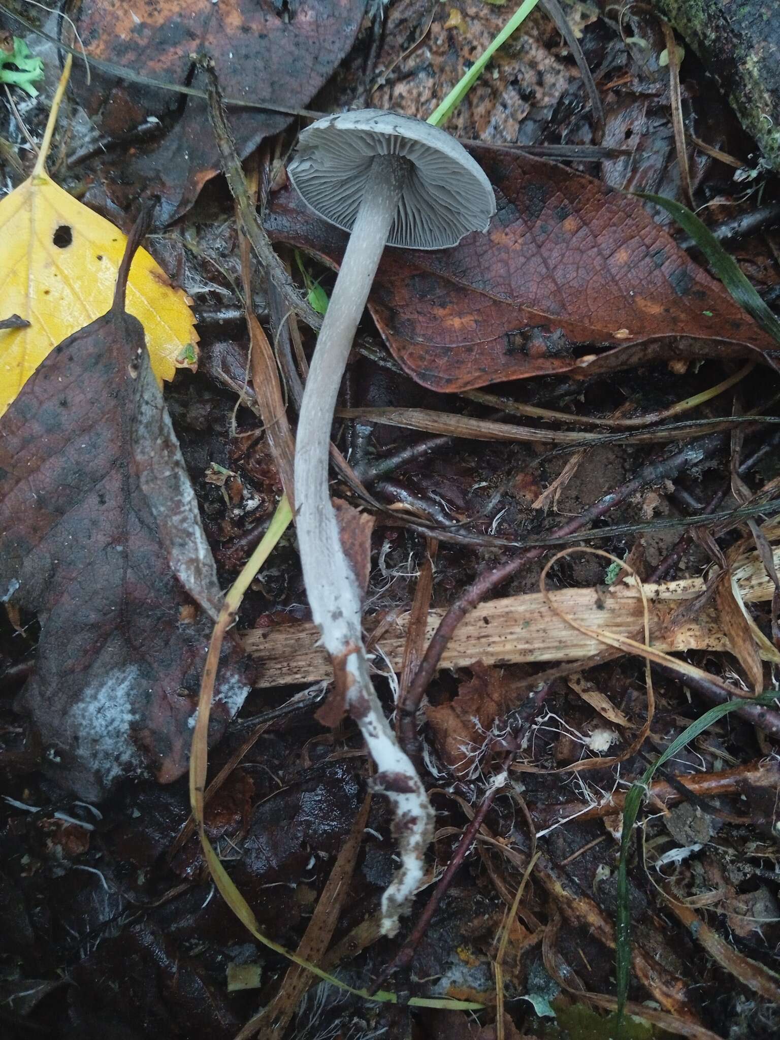 Sivun Tephrocybe kuva