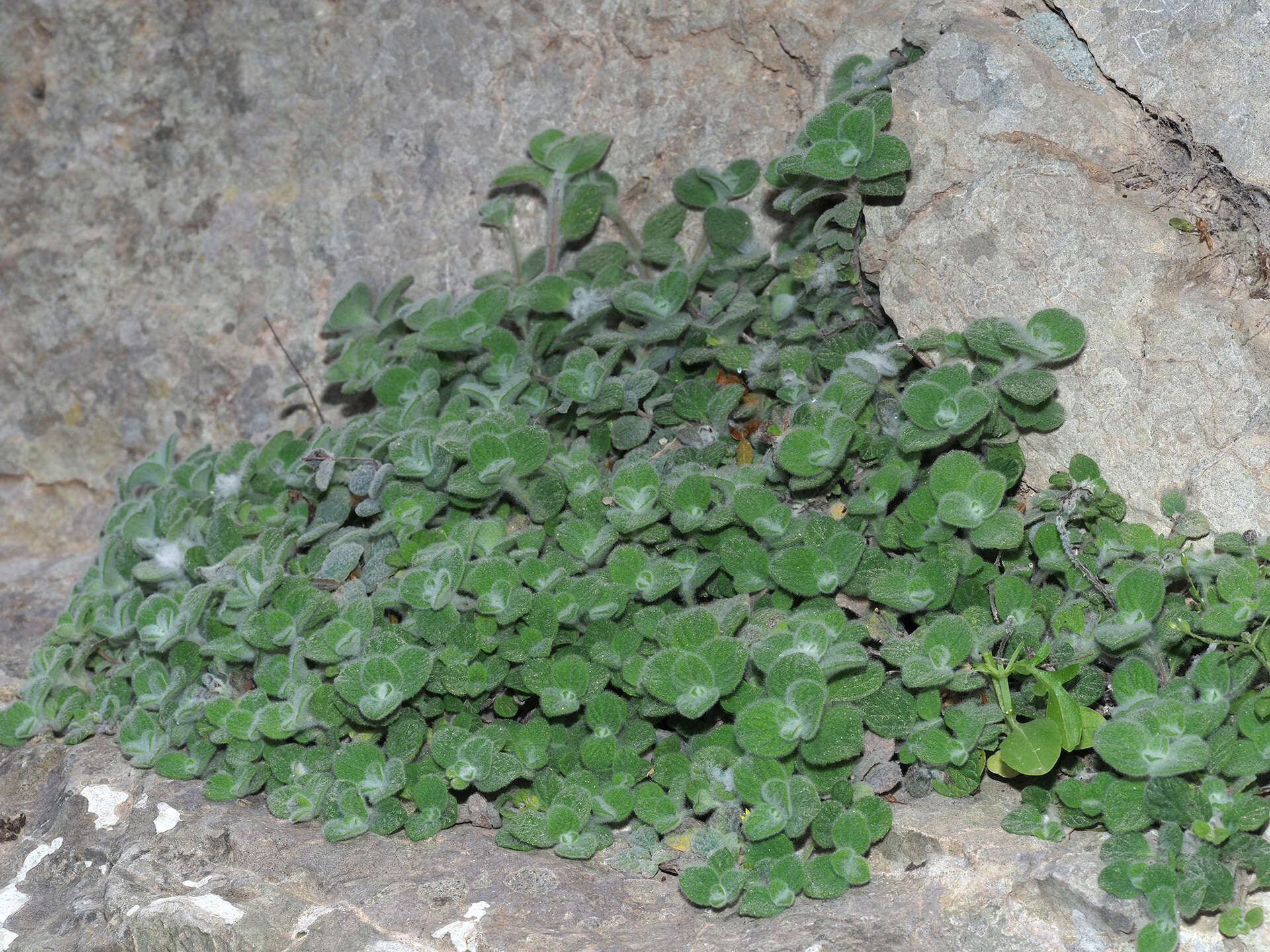 Imagem de Origanum dictamnus L.