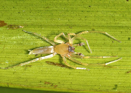 Image of Clubiona modesta L. Koch 1873