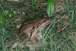 Image of Bolivian White-lipped Frog