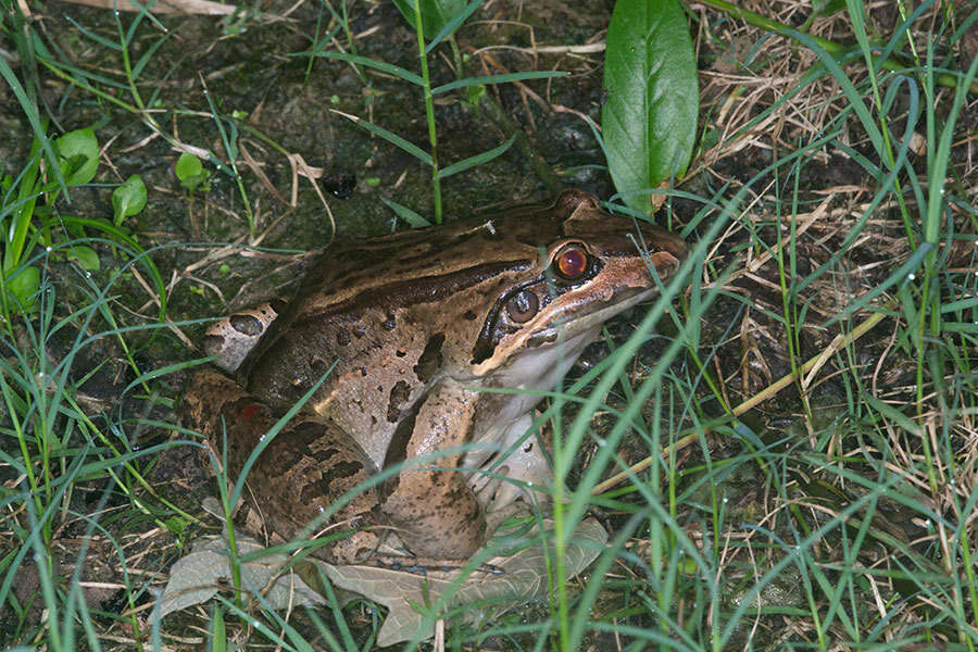 Image of Bolivian White-lipped Frog